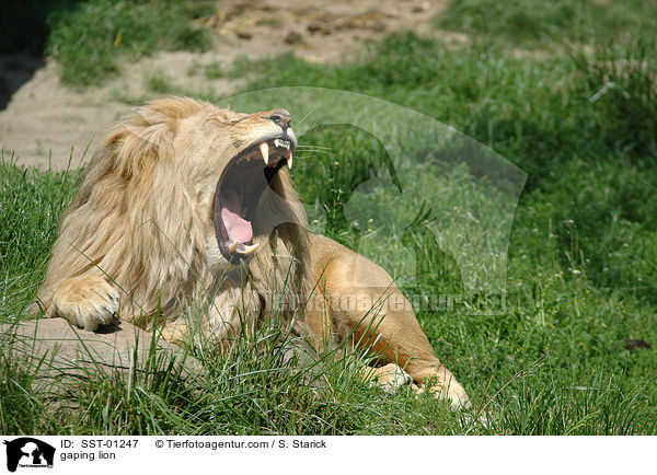 ghnender Lwe / gaping lion / SST-01247