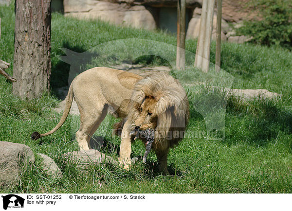 Lwe mit Beute / lion with prey / SST-01252