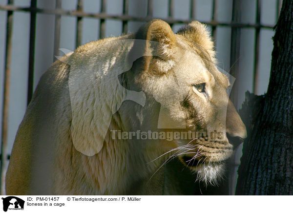 Lwin im Kfig / lioness in a cage / PM-01457