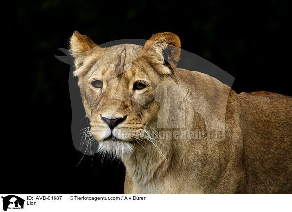 Lwe / Lion / AVD-01687