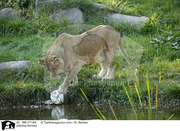 spielende Lwin / playing lioness / RR-17166