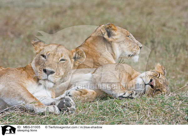 schlafende Lwen / sleeping lions / MBS-01005