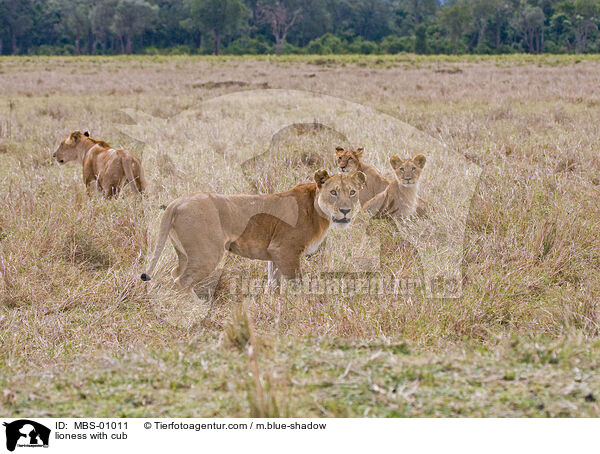 Lwin mit Jungen / lioness with cub / MBS-01011