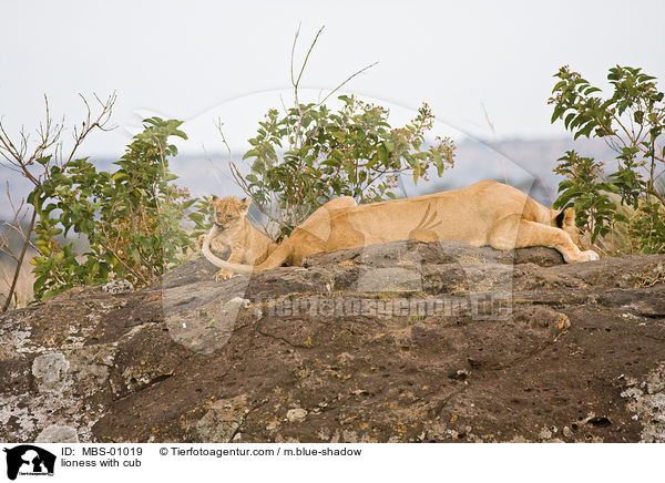 Lwin mit Jungen / lioness with cub / MBS-01019