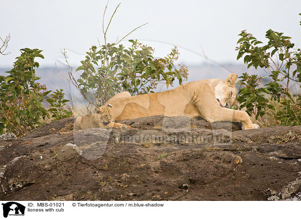 Lwin mit Jungen / lioness with cub / MBS-01021