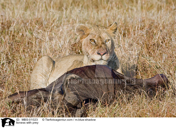 Lwin mit Beutetier / lioness with prey / MBS-01023
