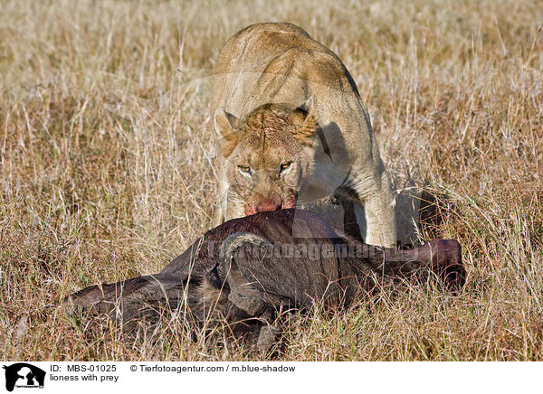 Lwin mit Beutetier / lioness with prey / MBS-01025