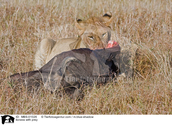 Lwin mit Beutetier / lioness with prey / MBS-01026