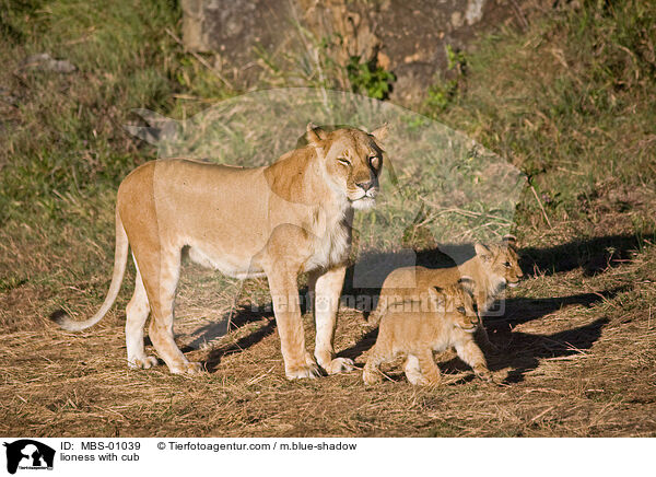 Lwin mit Jungen / lioness with cub / MBS-01039