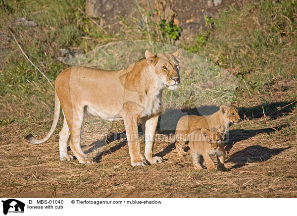 Lwin mit Jungen / lioness with cub / MBS-01040