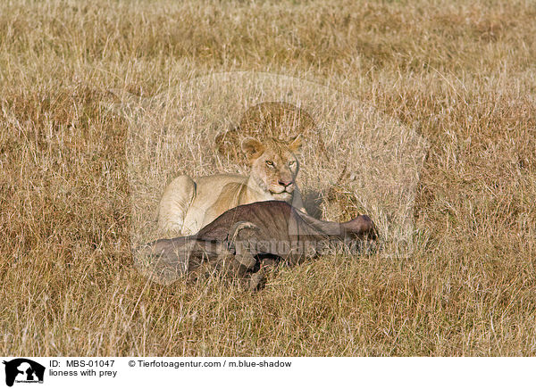 Lwin mit Beutetier / lioness with prey / MBS-01047