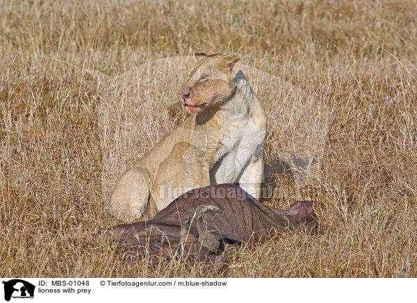 Lwin mit Beutetier / lioness with prey / MBS-01048