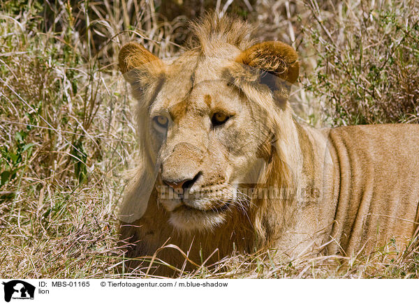 Lwe / lion / MBS-01165