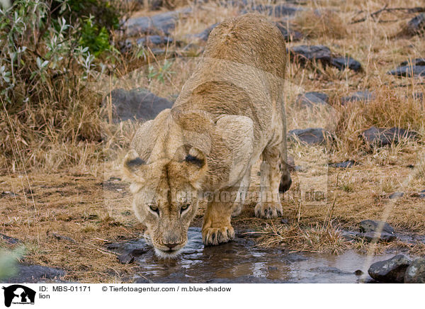 Lwe / lion / MBS-01171
