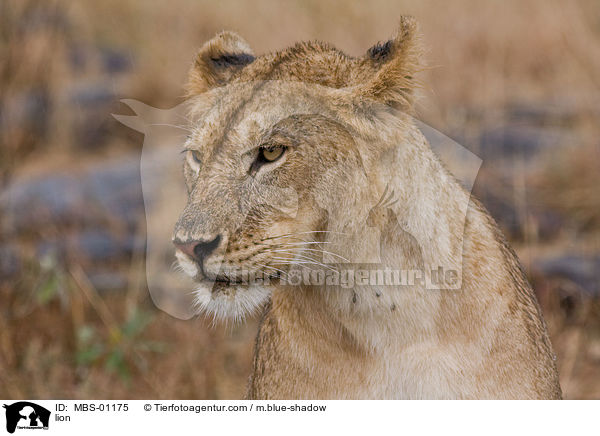 Lwe / lion / MBS-01175