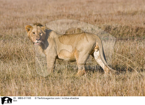 L�we / lion / MBS-01185