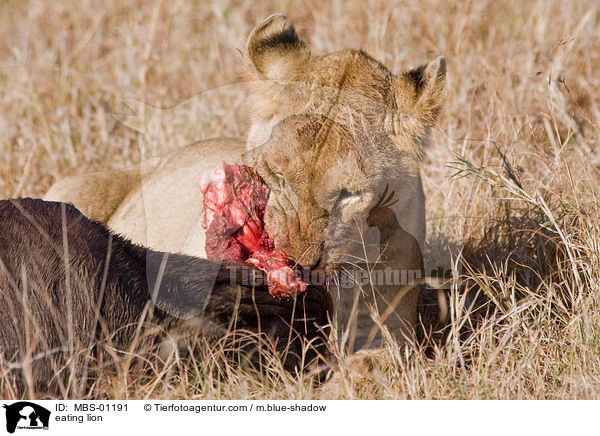 fressender Lwe / eating lion / MBS-01191