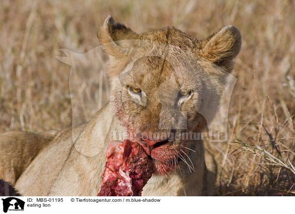 fressender Lwe / eating lion / MBS-01195