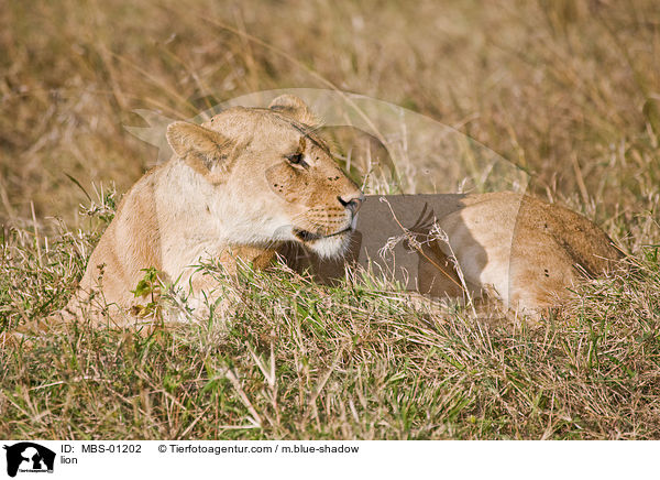 Lwe / lion / MBS-01202