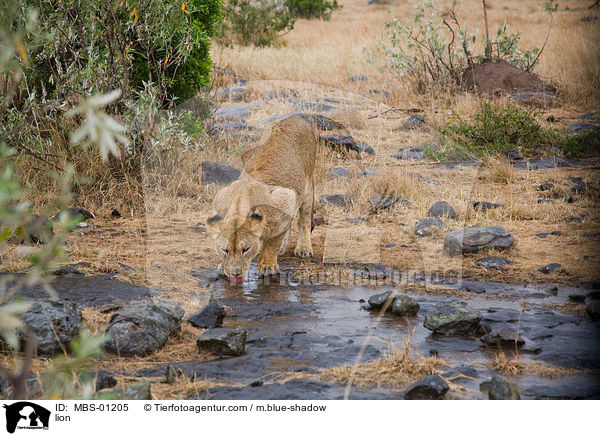 Lwe / lion / MBS-01205