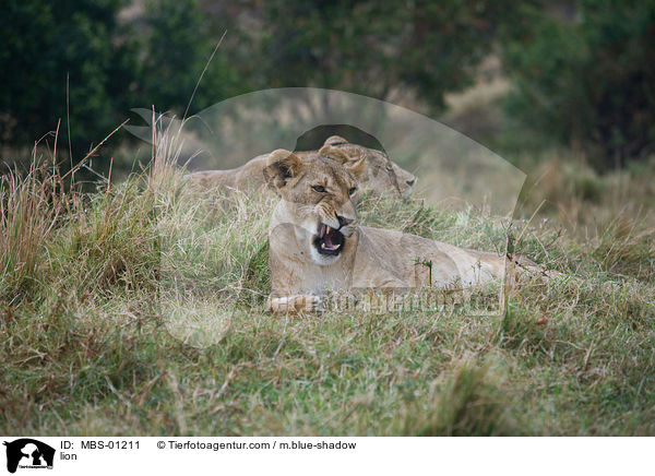 Lwe / lion / MBS-01211