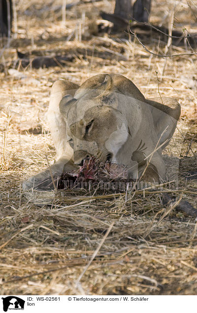 Lwe / lion / WS-02561