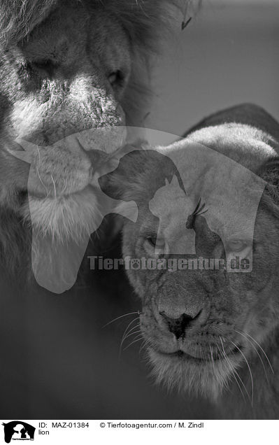 Lwe / lion / MAZ-01384