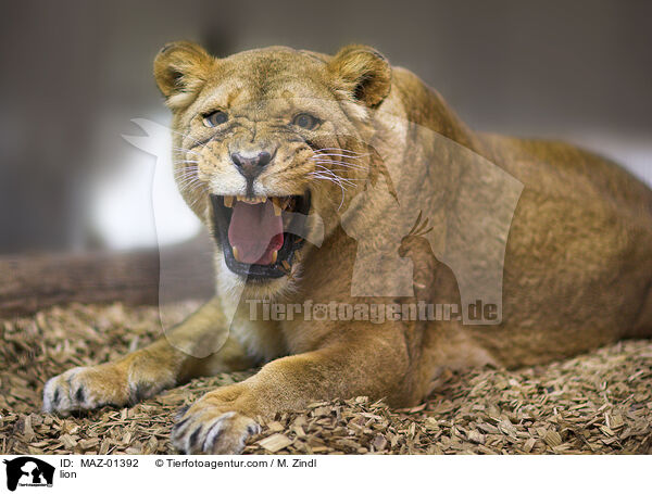 Lwe / lion / MAZ-01392