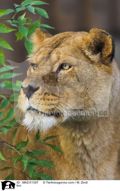 lion / MAZ-01397