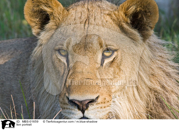 Lwe Portrait / lion portrait / MBS-01659