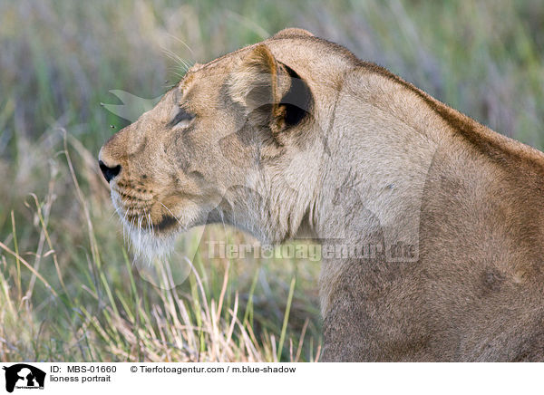 Lwin Portrait / lioness portrait / MBS-01660