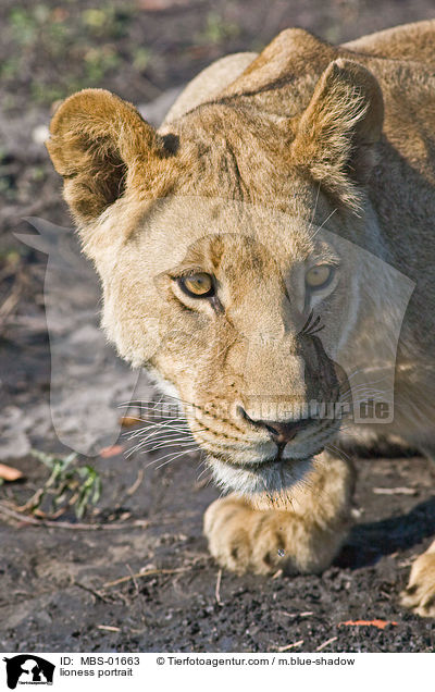 Lwin Portrait / lioness portrait / MBS-01663