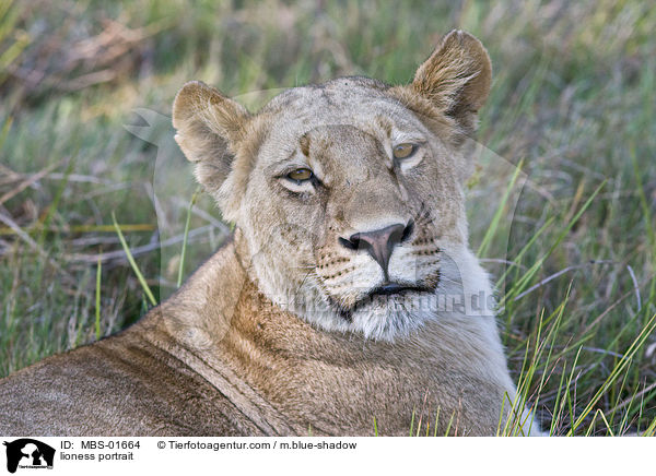Lwin Portrait / lioness portrait / MBS-01664