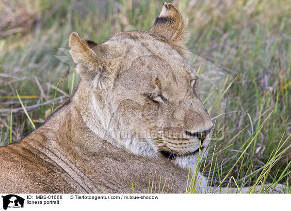 Lwin Portrait / lioness portrait / MBS-01668