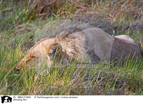 schlafender Lwe / sleeping lion / MBS-01669