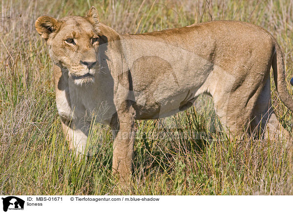 Lwin / lioness / MBS-01671