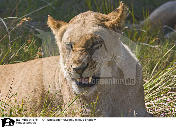 Lwin Portrait / lioness portrait / MBS-01678