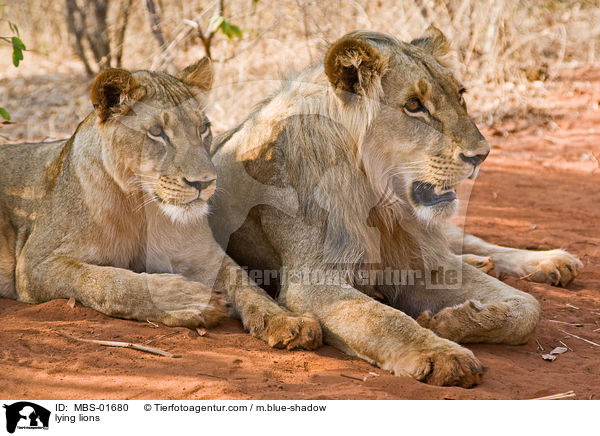 lying lions / MBS-01680