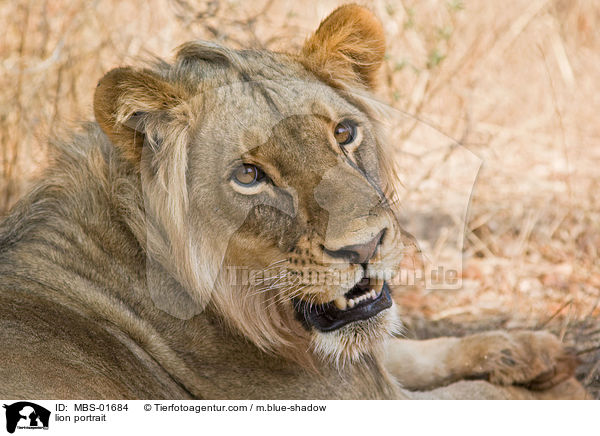 Lwe Portrait / lion portrait / MBS-01684