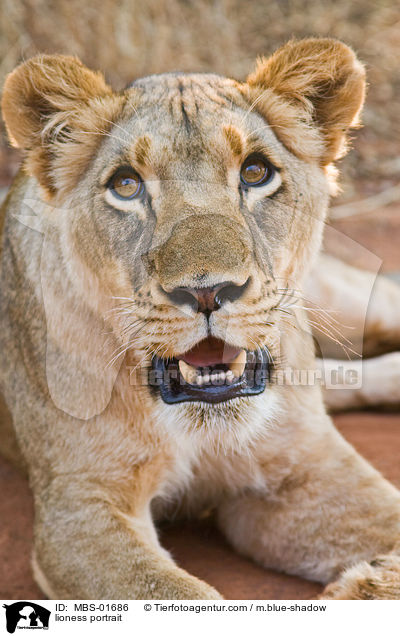 Lwin Portrait / lioness portrait / MBS-01686