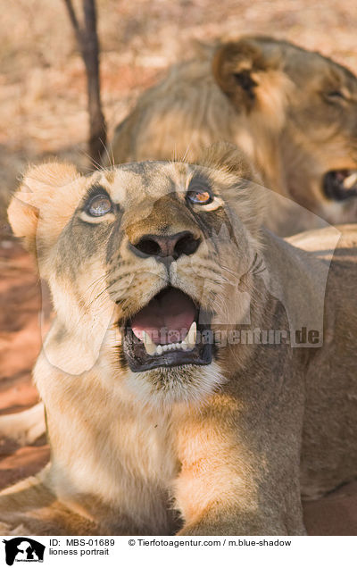 Lwin Portrait / lioness portrait / MBS-01689