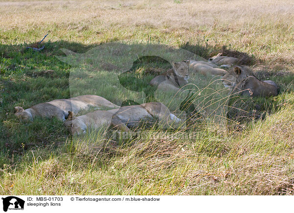 schlafende Lwen / sleepingh lions / MBS-01703
