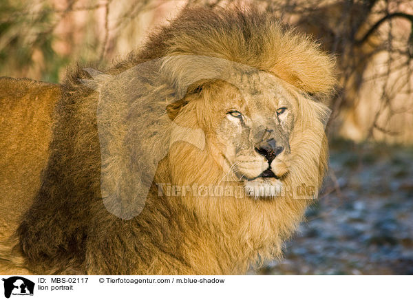 Lwe Portrait / lion portrait / MBS-02117