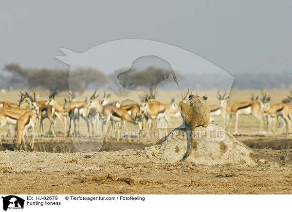 hunting lioness / HJ-02679