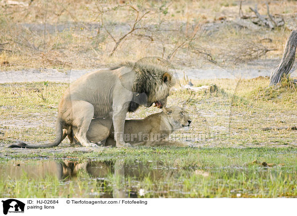 Lwen bei der Paarung / pairing lions / HJ-02684