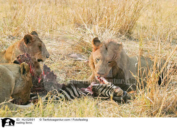fressende Lwen / eating lions / HJ-02691