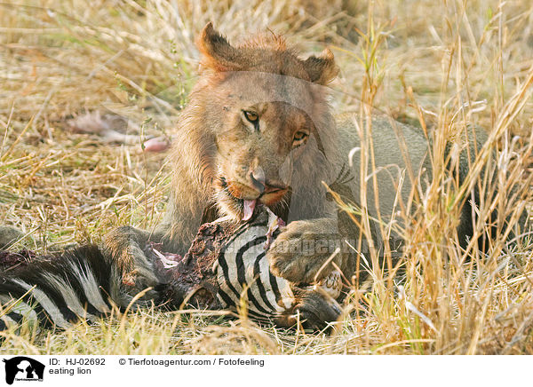 fressender Lwe / eating lion / HJ-02692