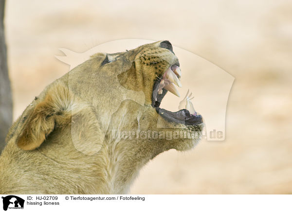 Fauchende Lwin / hissing lioness / HJ-02709