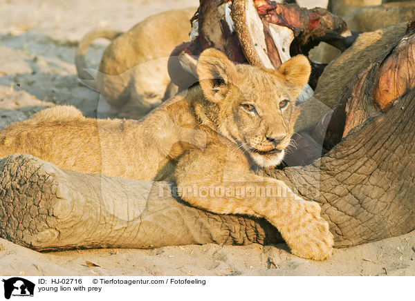 young lion with prey / HJ-02716