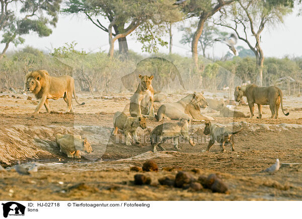 Lwen / lions / HJ-02718